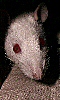 Petite photo d'une rate albinos.