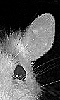 Petite photo de l'oreille et de l'oeil d'un rat albinos.