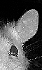 Petite photo de l'oreille et de l'oeil d'un rat albinos.