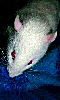 Avatar d'un rat de laboratoire.