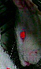 Petite photo de l'oeil rouge du rat albinos.