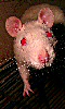 Petite photo des yeux rouge d'un rat albinos.