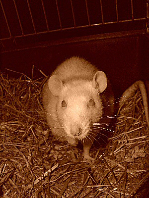 Photo sépia d'une rate albinos - rat