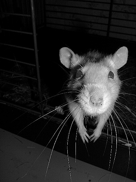 photo, rat albinos