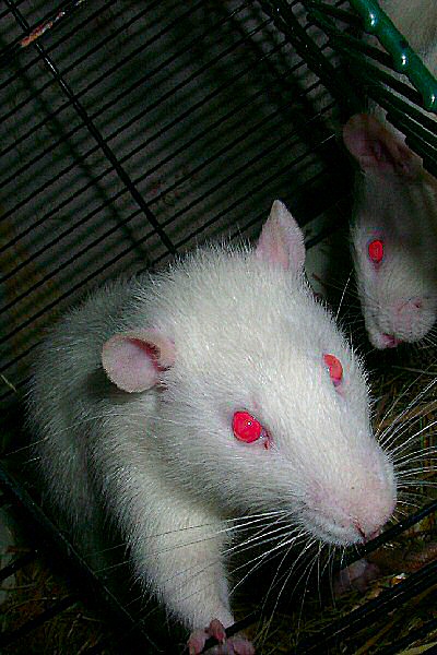 photo d'un rat albinos