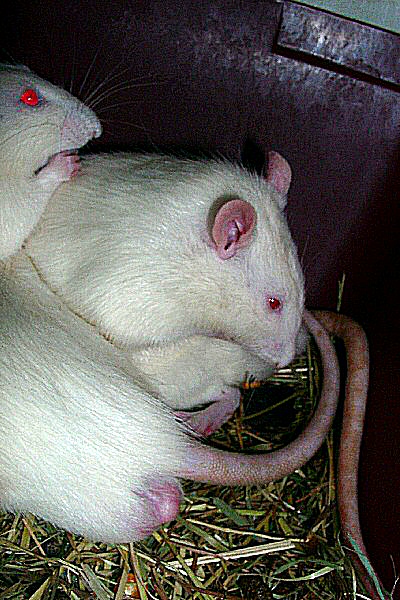 Photo de rats de laboratoire rescapés