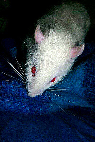Photo d'un rat de laboratoire