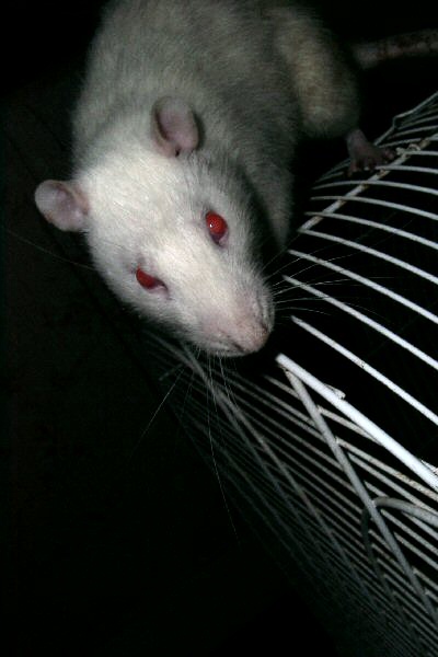 Photo d'un rat albinos - rattus norvegicus