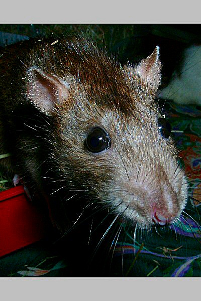 Photo d'un rat agouti - Brun