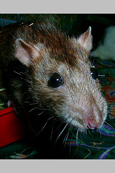 Photo d'un rat agouti - Brun