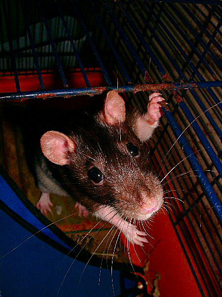 Photo (en plongée) d'un rat femelle