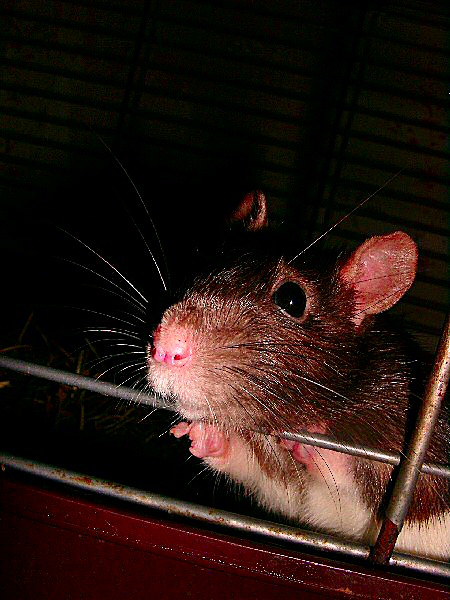 photo d'une rate hooded - un rat