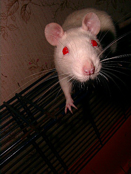 Photo des yeux rouges d'un rat albinos.