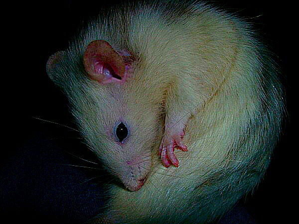 Portrait photographique d'un rat husky