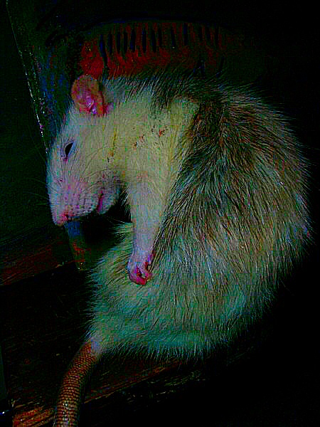 Ma plus belle photo d'animaux - un rat husky
