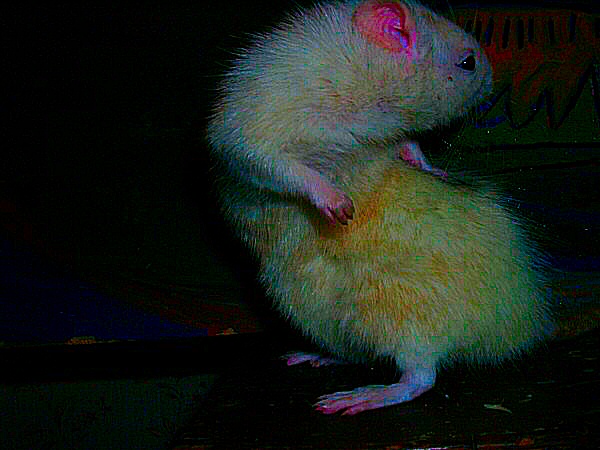 Photo d'un rat qui se retourne