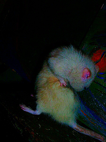 Une photo artistique d'un rat