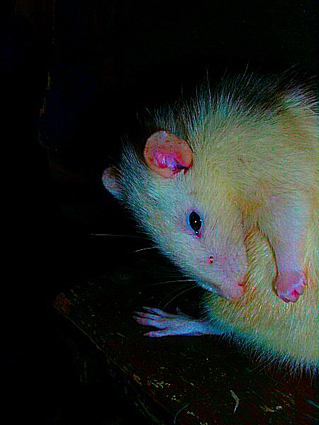 Une belle photo de Rat