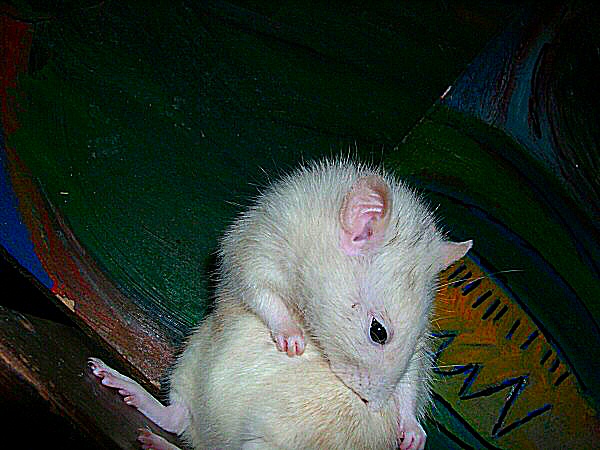 Belle image d'un rat
