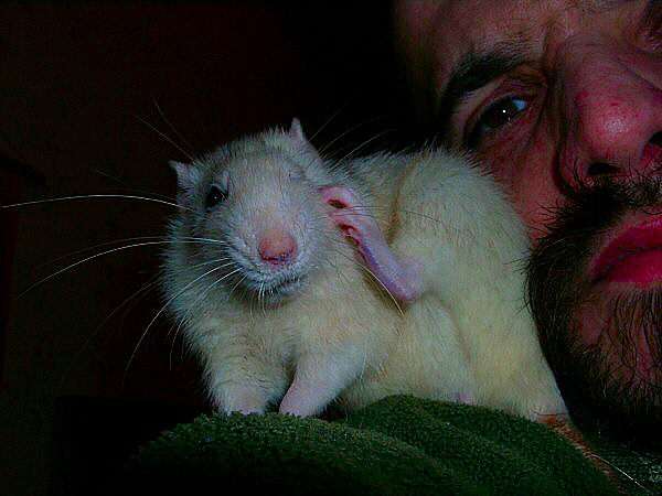 Photo d'un vieux rat husky sur mon épaule - Chouki