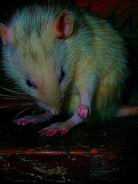 Photo du poing du rat