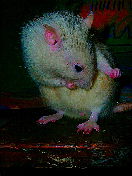 Image d'un rat debout.