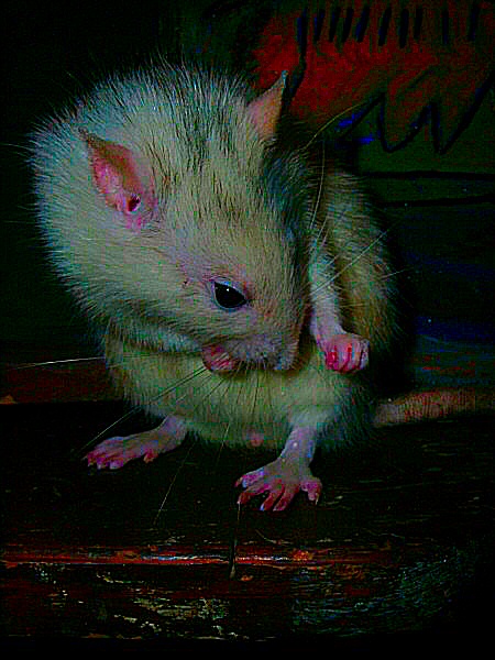 photo d'un rat husky agé