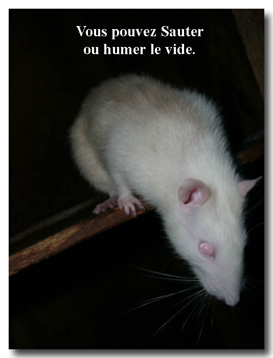 photo : le rat et la mort