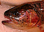 photo, poissons