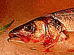 photo, poissons