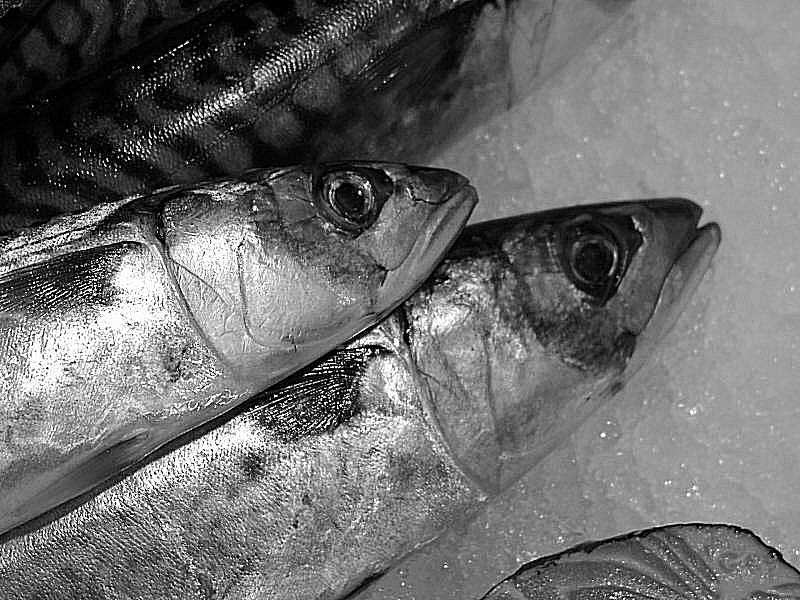 Photo de poissons - des maquereaux