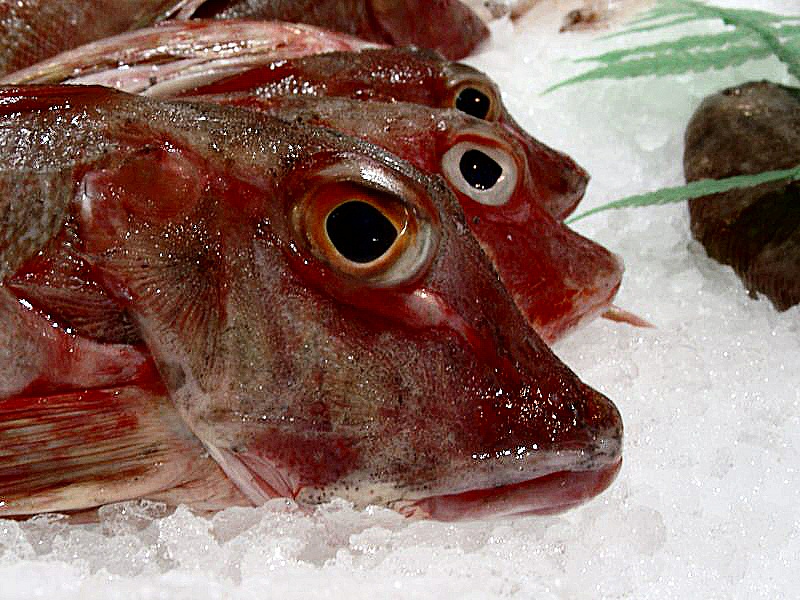 Photo de l'oeil d'un poisson - Une dorade