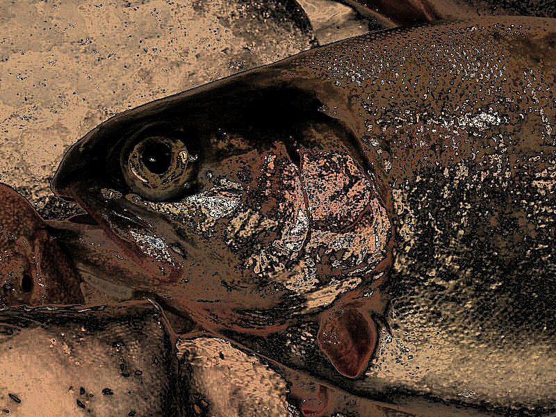 Image numérique d'un poisson