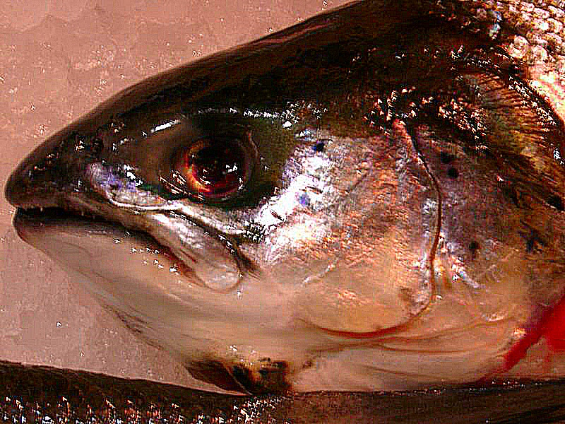 Photo du sourire de la mort d'un poisson