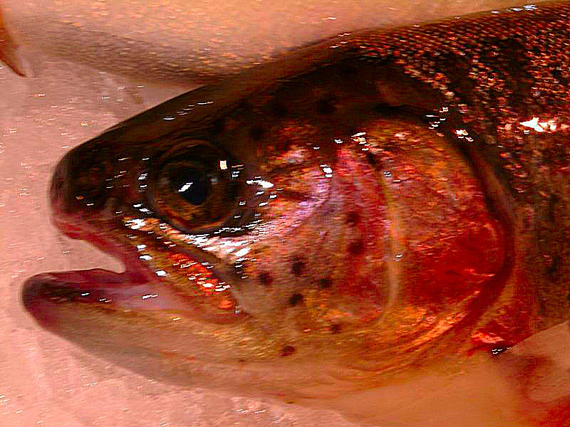 Photo d'un cadavre de poisson