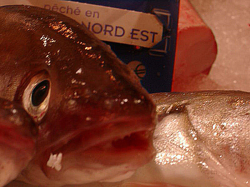 Photo d'un poisson mort