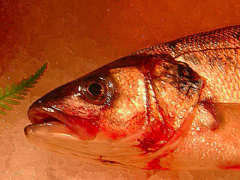 Photo sur la souffrance des animaux