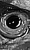Petite photo en noir et blanc d'un oeil de poisson.