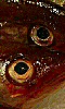 Petite photo des yeux de poissons.